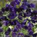Lathyrus Odoratus Royal Navy Blue