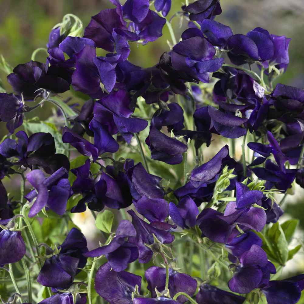 Sweet Peas Seeds | Royal Navy-Blue