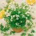 Sweet Woodruff White Flowers