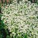 Sweet Woodruff Herbs