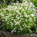 Galium Odoratum Plant