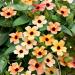 Thunbergia Alata Spanish Eyes Vines