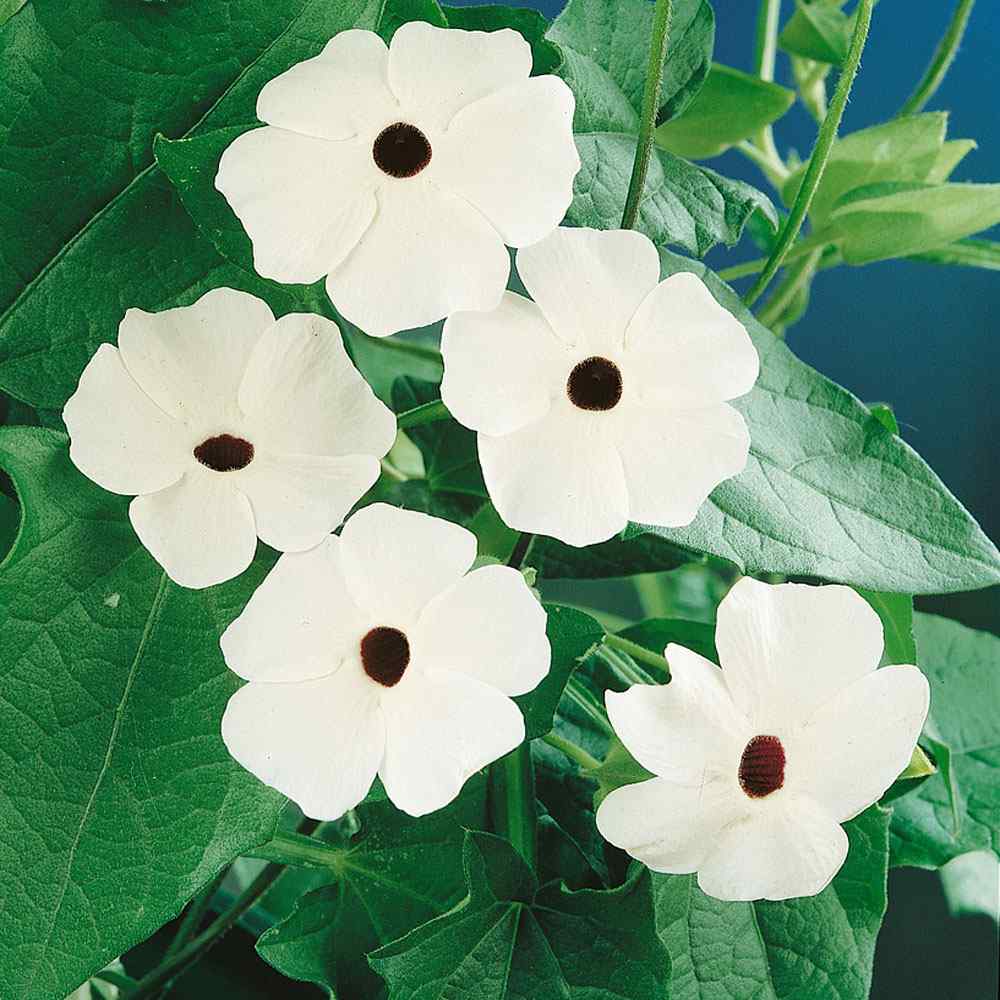 Thunbergia Seeds | White