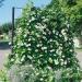 Thunbergia Alata White Climbing lowers