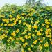 Thunbergia Alata Yellow Vines