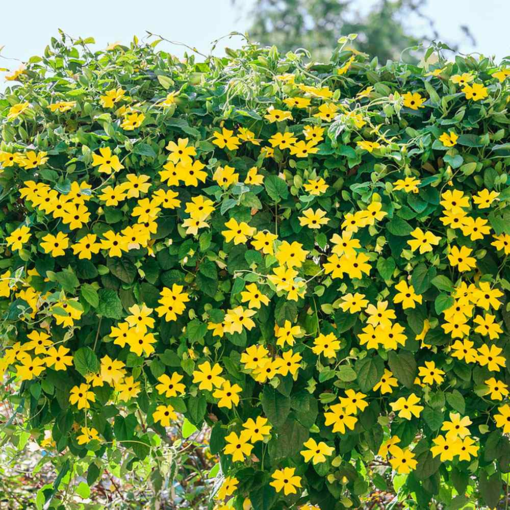 Thunbergia Seeds Yellow Black Eyed Susan Vine Flower Seed
