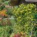 Thunbergia Yellow Climbing Vines