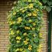 Thunbergia Yellow Climbing Plants