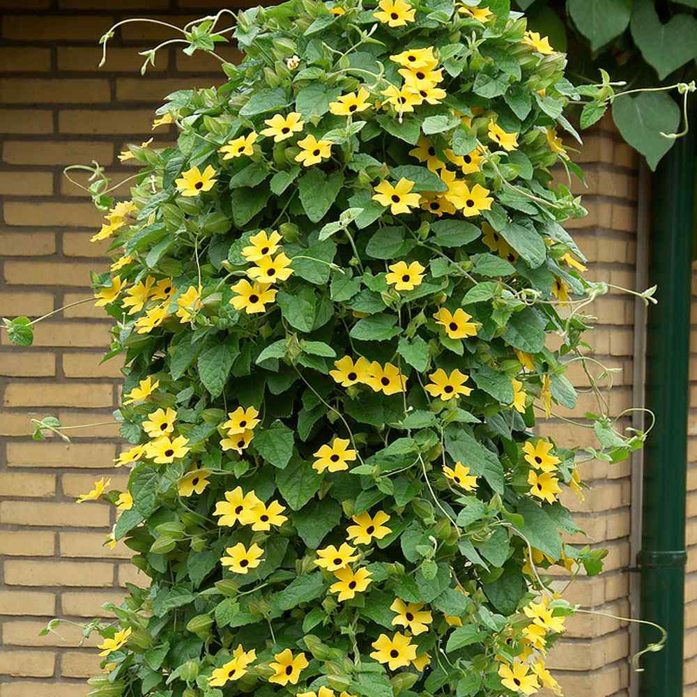 Thunbergia Seeds Yellow Black Eyed Susan Vine Flower Seed