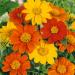Annual Mexican Sunflower Flower Mix