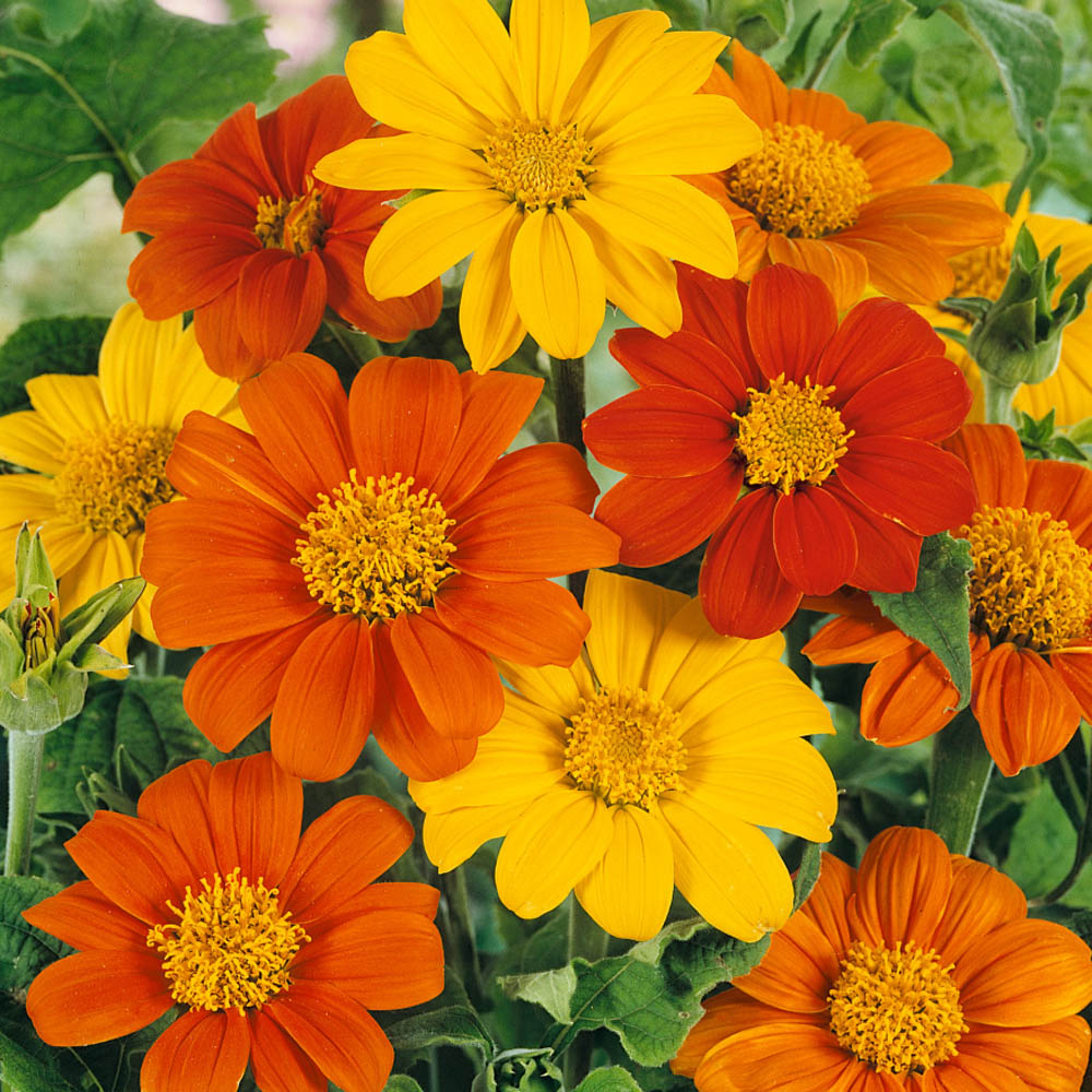 Mexican Sunflower Seed Mix - Tithonia Speciosa