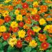 Mexican Sunflower Flower Vine Mix