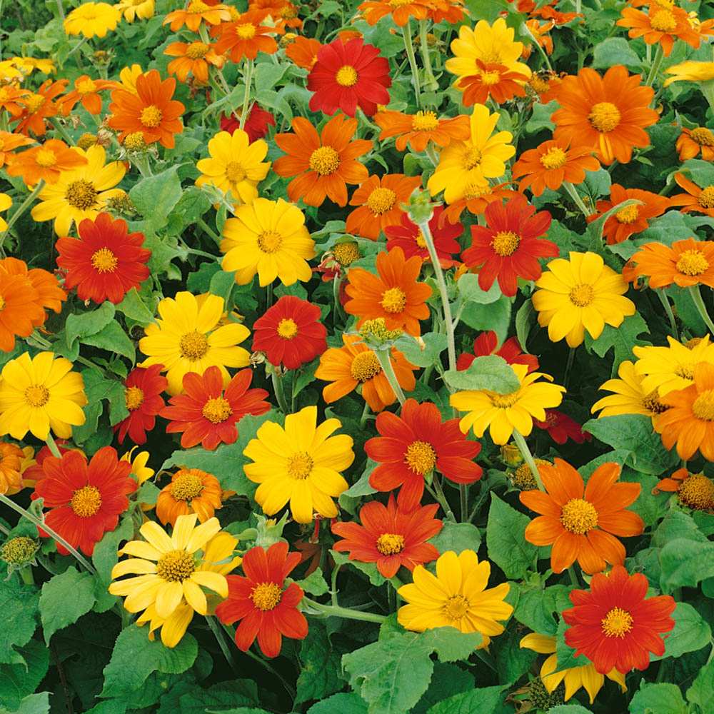 Mexican Sunflower Seed Mix - Tithonia Speciosa