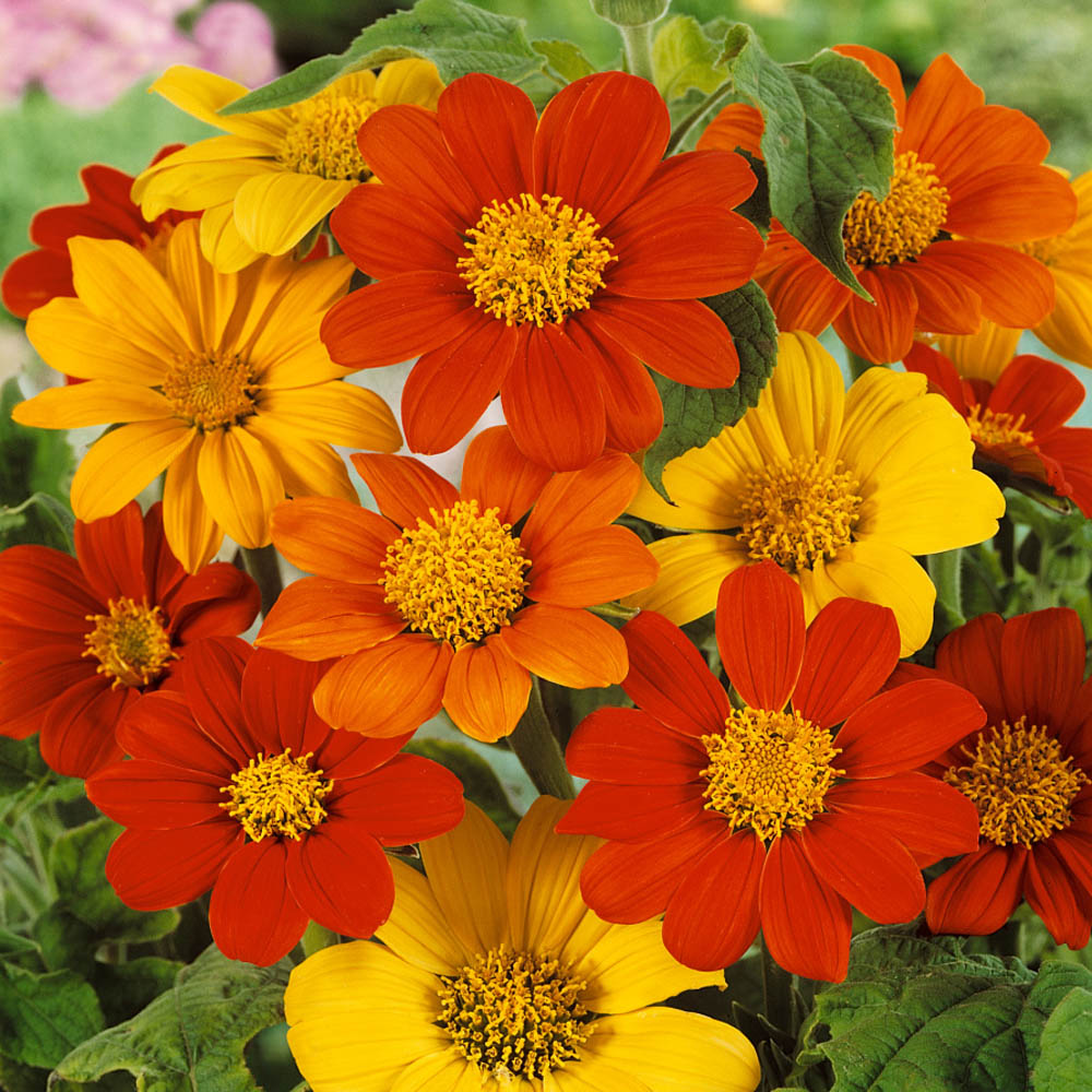 Mexican Sunflower Seed Mix - Tithonia Speciosa