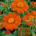 Mexican Sunflower Orange Flower