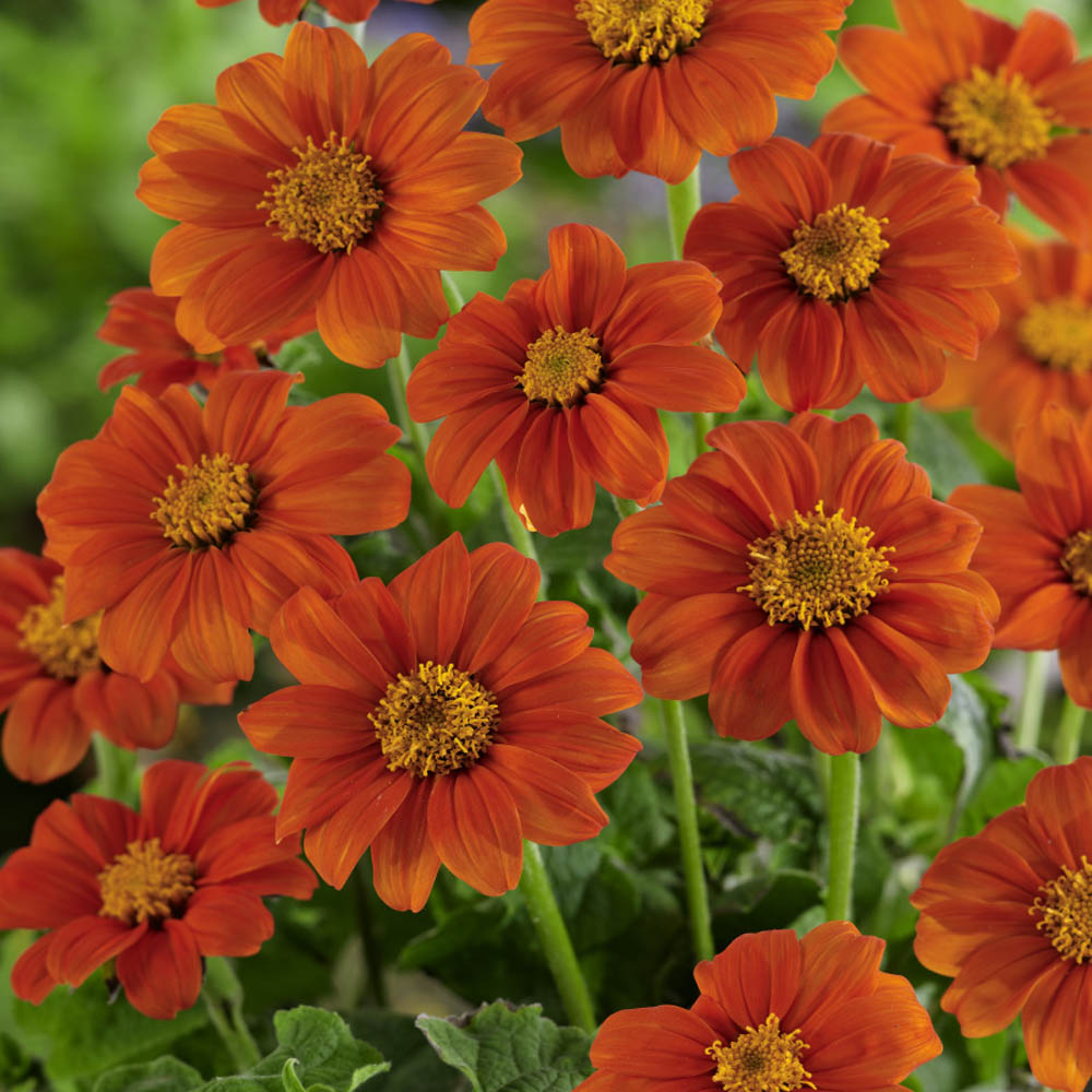 Mexican Sunflower Seeds - Tithonia Speciosa Goldfinger Flower Seed