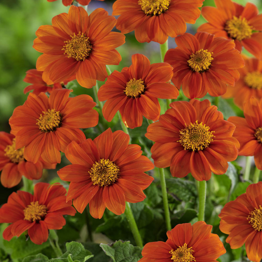 Tithonia Speciosa Orange
