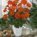 Tithonia Speciosa Goldfinger