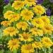 Tithonia Yellow Torch Vines