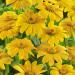 Tithonia Yellow Torch Flowers