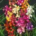 Toadflax Linaria Maroccana Flower Seed