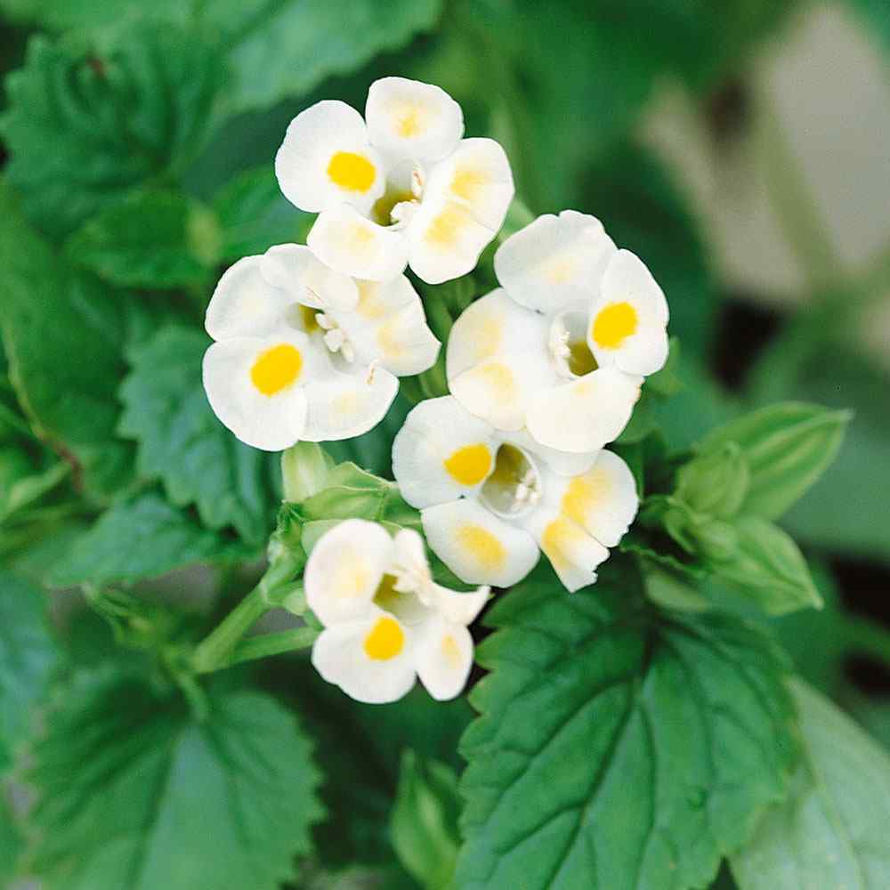 Torenia Wish bone Lemon Drop Container Plants