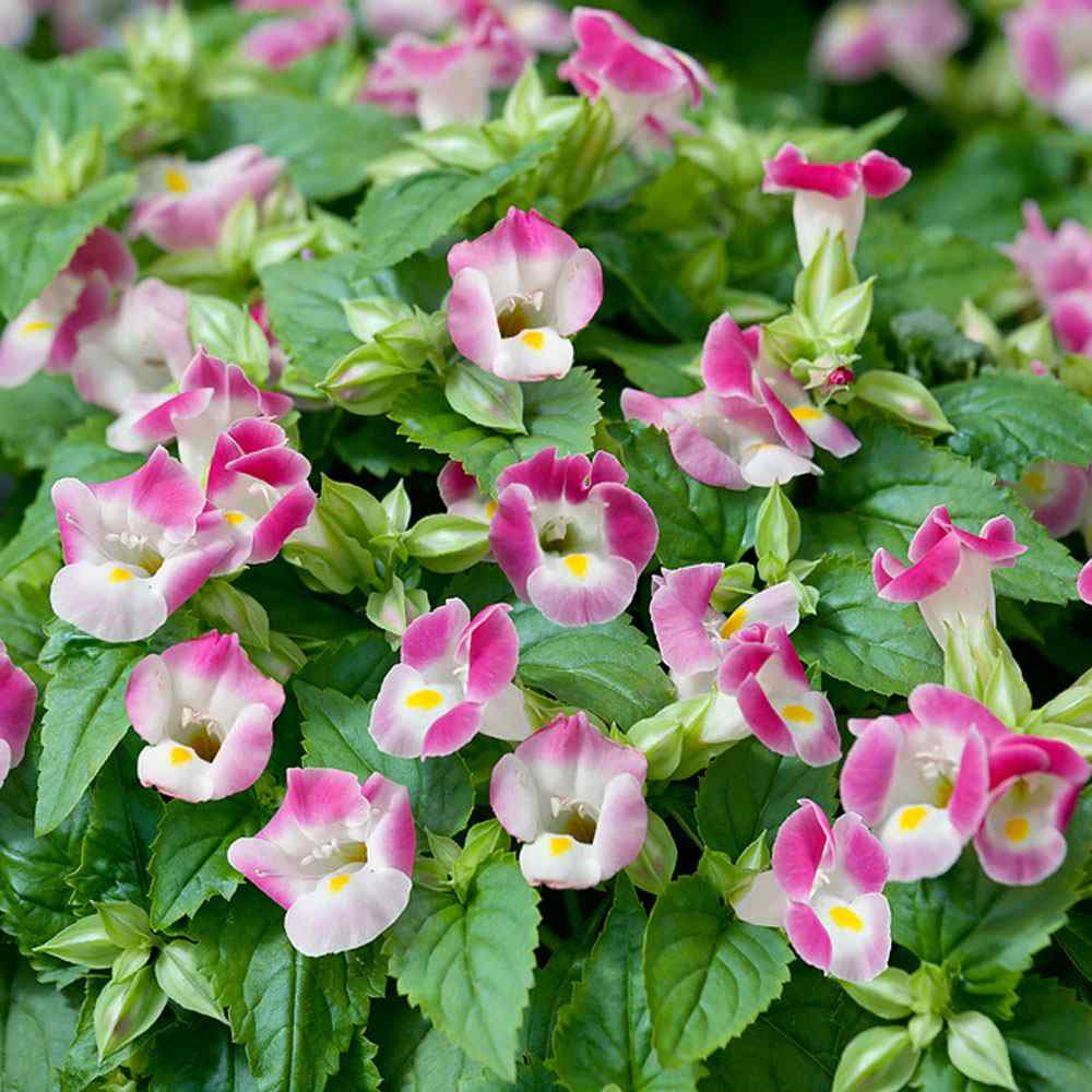 Wishbone Rose Garden Flowers