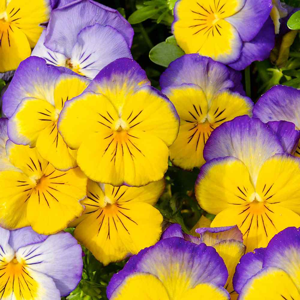 Pansy Ultima Morpha Garden Flowers