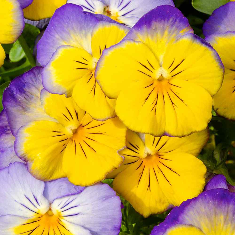 Pansy Ultima Morpha