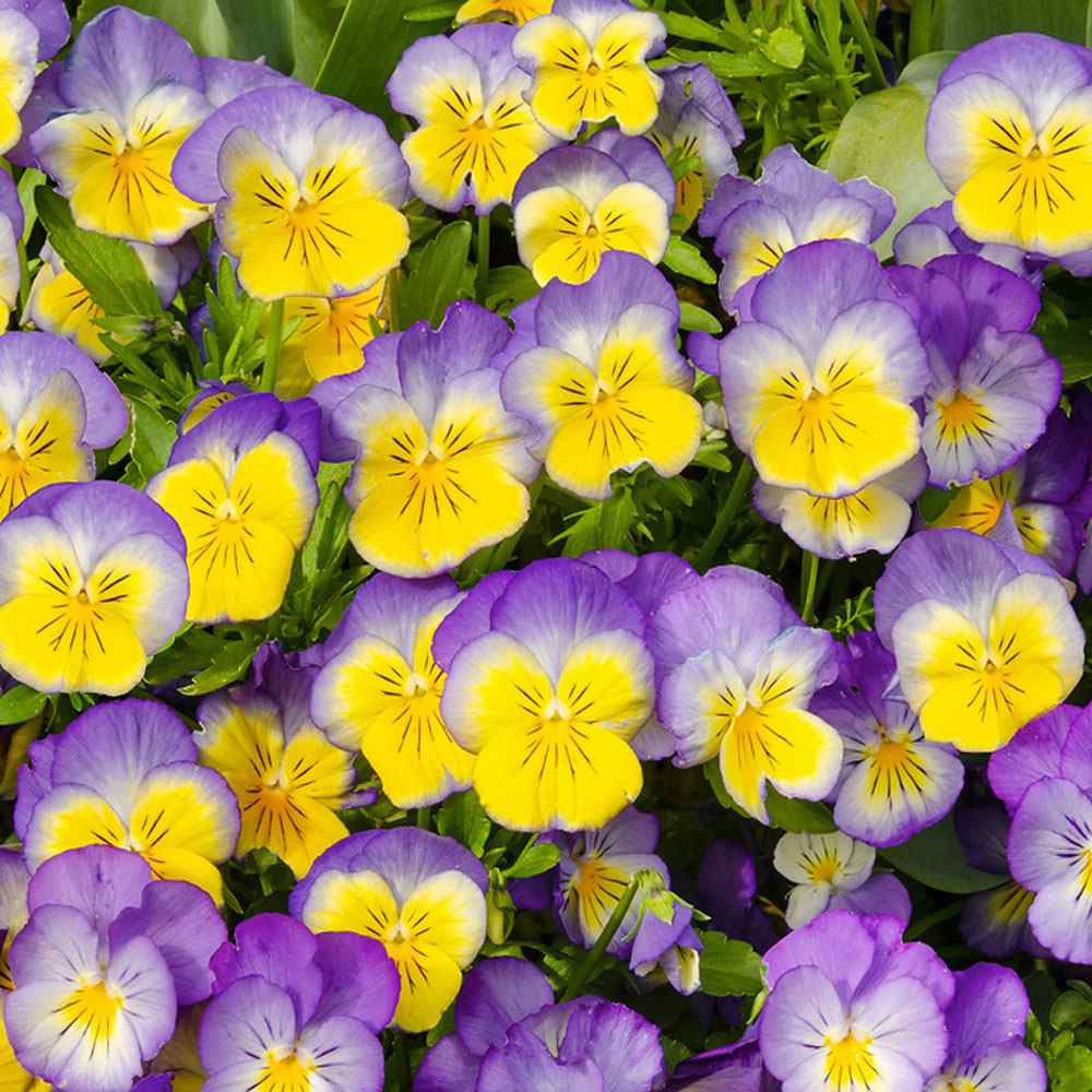 Pansy Ultima Morpha Vase Flowers