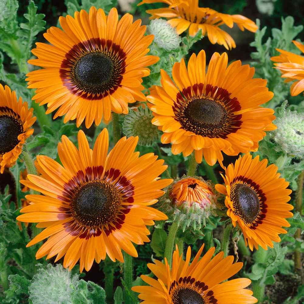 Orange Monarch of the Veldt Flowers