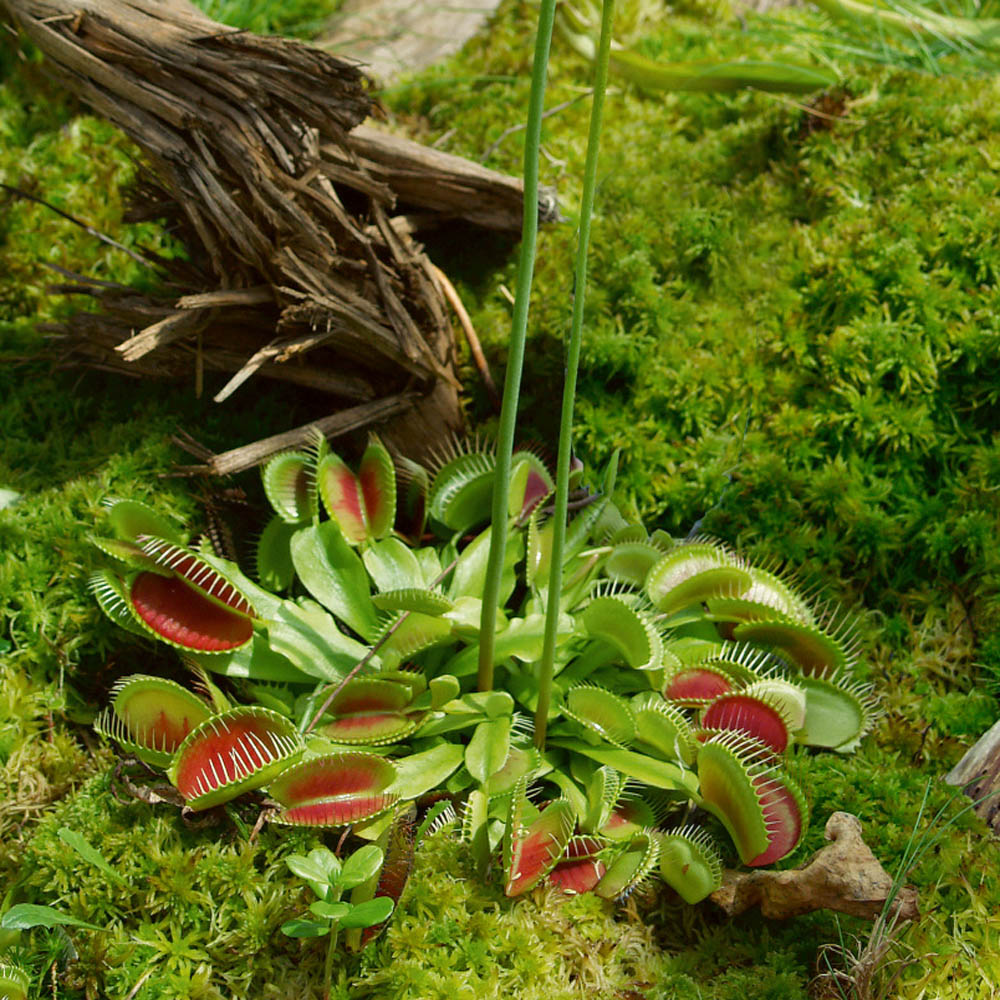 20x Dionaea Muscipula Giant Clip Venus Flytrap Flower Carnivorous Seeds Welcome