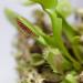 Venus Flytrap Carnivorous Plant