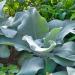 Verbascum Arctic Summer Flower Mixture