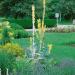 Verbascum Arctic Summer Flowers