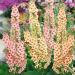 Verbascum Southern Charm Flower Mixture