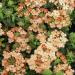 Verbena Apricot Ground Cover Plant Seed