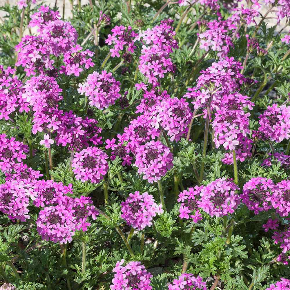 Verbena Seed Rose Verbena Ground Cover Seeds