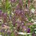 Blue Vervain Garden Pollinator