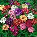Verbena Ground Cover Seed Mix