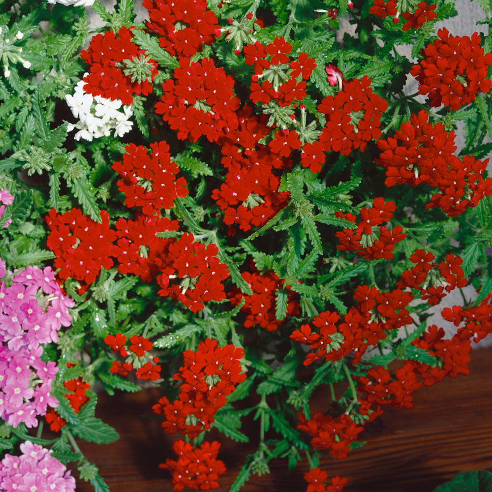 Verbena Seed Verbena Hybrida Scarlet Ground Cover Seeds