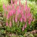 Veronica Spicata Pink Goblin