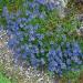 Blue Creeping Speedwell Ground Cover