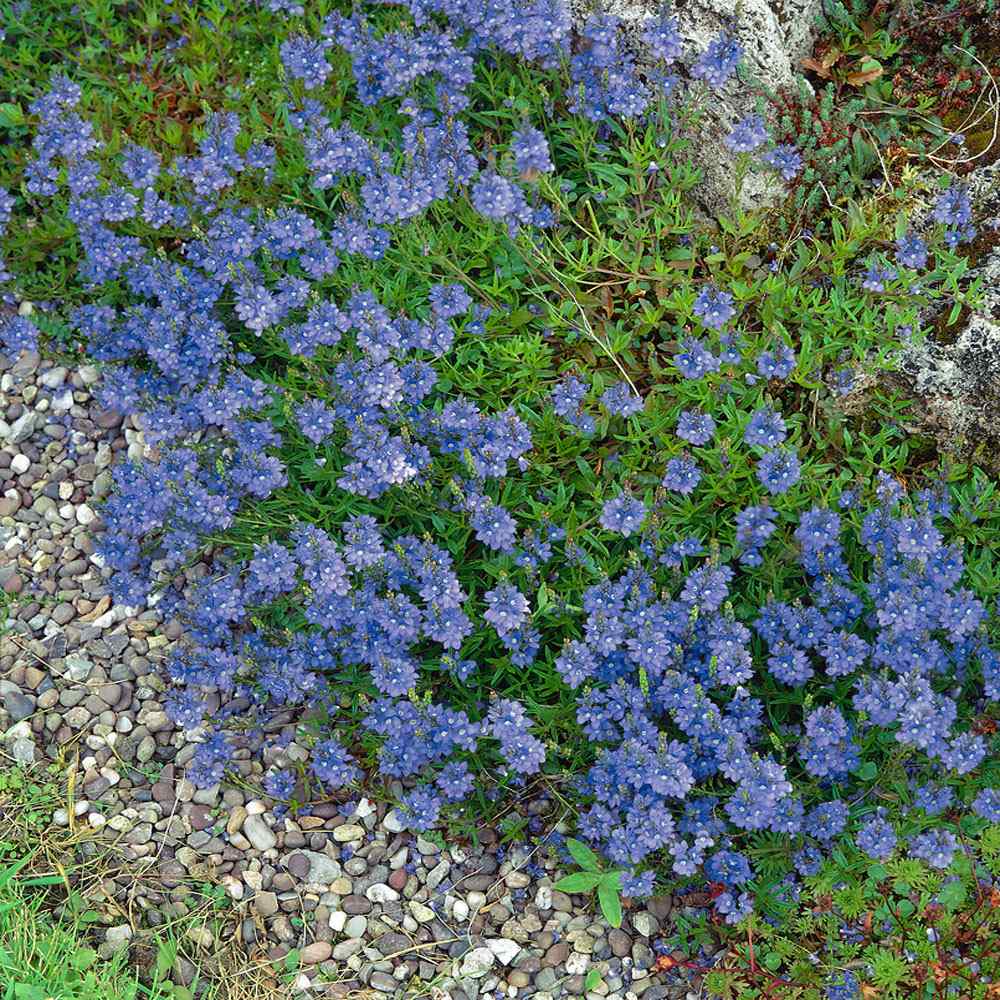 Blue Creeping Speedwell Ground Cover
