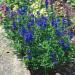 Veronica Royal Blue Plants