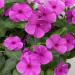 Periwinkle Cora Cascade Lilac