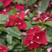 Periwinkle Cora Red Ground cover