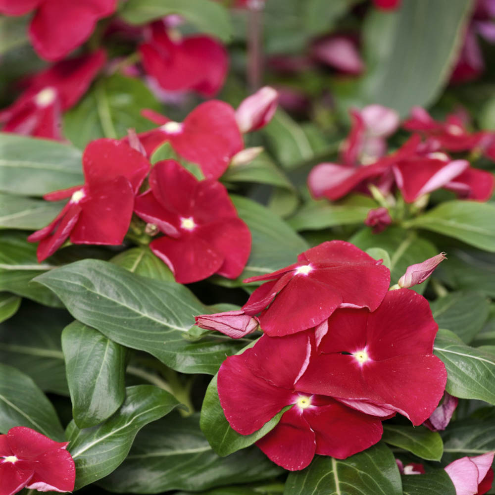Drought Tolerant Upright Red Vinca Flower Seeds For Containers