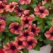 Vinca Papaya Garden Flower Seed