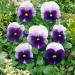 Pansy Swiss Giants Beaconsfield Blooms